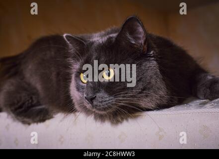 the cat of the nibelung lies Stock Photo