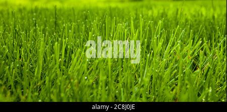 Close up of a field of grass Stock Photo