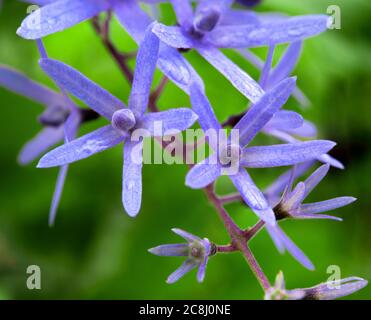 Close up the flower of Purple Wreath, Sandpaper Vine Stock Photo