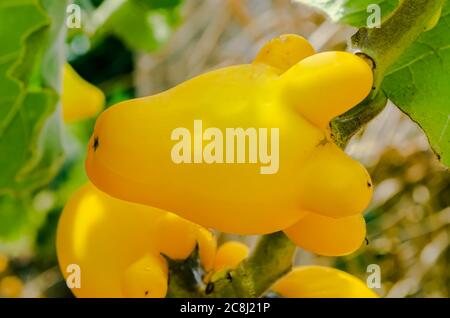 Closeup Solanum Mammosum (Ornamental Gardenegg) Stock Photo