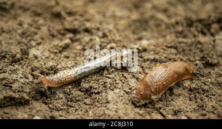 Spanish slug pest Arion vulgaris snail parasitizes pushes out the original attacker and eats it Limax maximus black keel back slug on moving Stock Photo