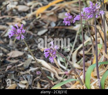 Wild garlic flowers survive the winter season on the Gauteng Highveld in South Africa image in horizontal format Stock Photo