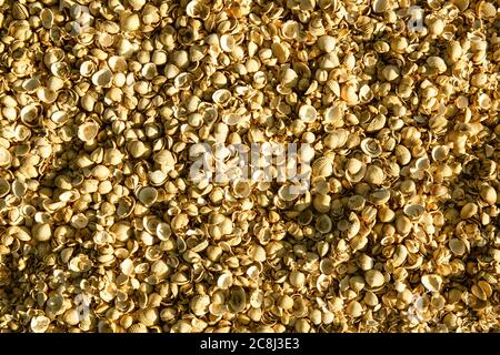 Hundreds of sea shells, a pattern Stock Photo