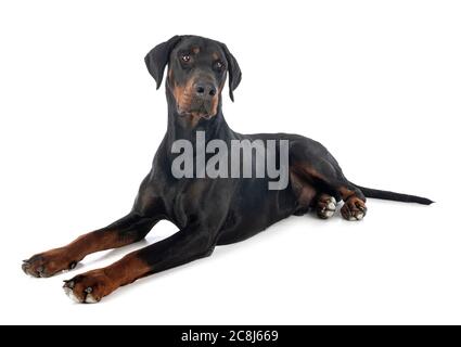 dobermann pinsher in front of white background Stock Photo