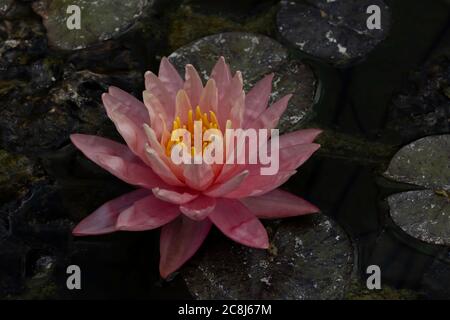 A pink water lily with yellow stamens, on a lily pad. Stock Photo