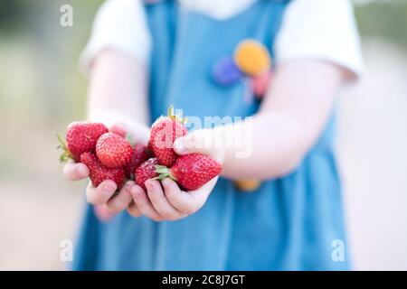 Child girl holding fresh strawberry outdoors closeup. Healthy eating. Childhood. Stock Photo