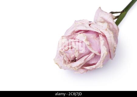Dried rose flower head isolated on white background Stock Photo