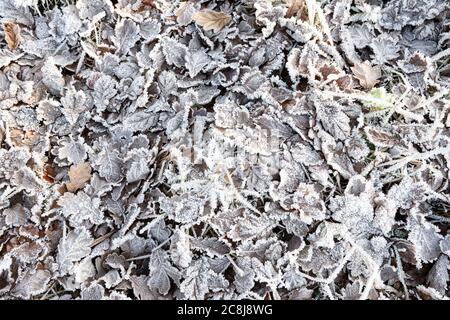 hoar frost coating leaves on the ground background Stock Photo