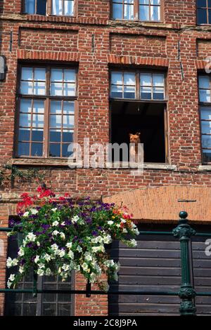 Brown pitbull terrier standing in an open window on the first floor of an old brick stone building , low angle view Stock Photo