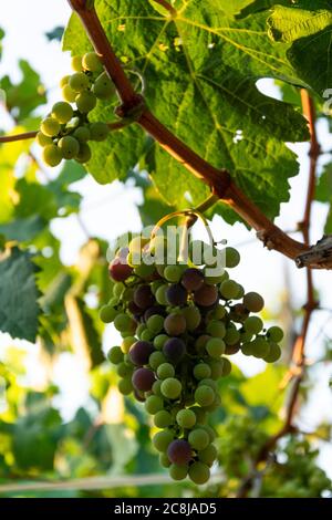 Bunch of black grapes, concept of harvest, viticulture, healthy organic ingredients Stock Photo