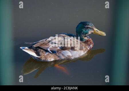 Duck swimming in a murky pond Stock Photo