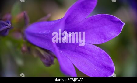 Birch Hybrid Bellflower in bloom Stock Photo