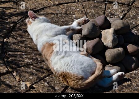 White cat laying in the sun Stock Photo