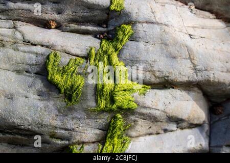 New Polzeath Cornwall- algae on the rocks Stock Photo