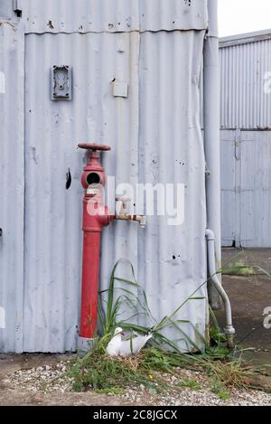 A Seagull or Silver Gull (Chroicocephalus novaehollandiae) nesting on a tuft of grass near a fire hydrant on Cockatoo Island Stock Photo