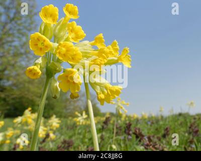 Cowslips (Primula veris) flowering in profusion on a chalk grassland common, near Box, Wiltshire, UK, April. Stock Photo
