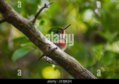 Cuban Tody (Todus multicolor) In a tree in woodland in Holguin province, Cuba Stock Photo