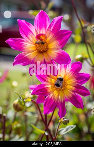 Bees on a pretty pink dahlia flower, with a shallow depth of field