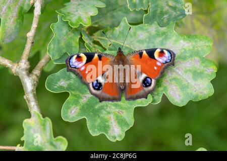 Peacock butterfly (Inachis io) UK Stock Photo
