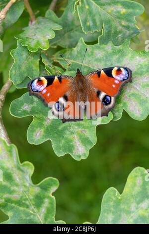 Peacock butterfly (Inachis io) UK Stock Photo