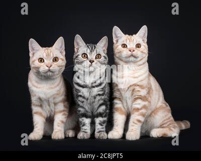 Row of three kittens sitting beside each other. All looking towards camera with orange eyes. Isolated on black background. Stock Photo