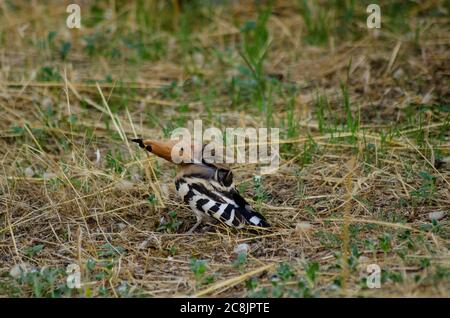 Eurasian Hoopoe ( Upupa epops ) foraging for food in Attica Greece Stock Photo
