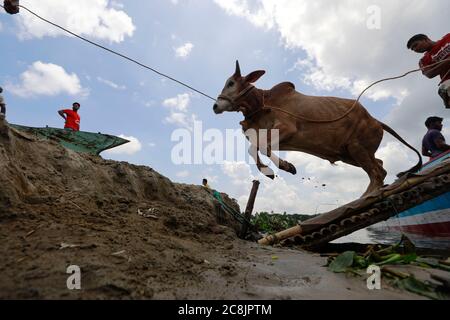 Dhaka, Bangladesh. 25th July, 2020. Bangladeshi traders unloading a vessel of sacrificial animals for the upcoming Eid al-Adha at the cattle market in Dhaka, Bangladesh, July 25, 2020. Credit: Suvra Kanti Das/ZUMA Wire/Alamy Live News Stock Photo