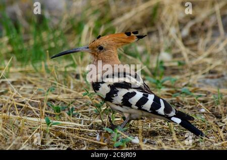 Eurasian Hoopoe ( Upupa epops ) foraging for food in Attica Greece Stock Photo
