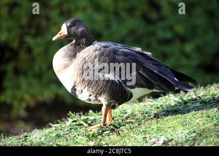 Anser albifrons, White Fronted Goose which breeds in Greenland and although now becoming an endangered  bird can be found around the coastline of the Stock Photo
