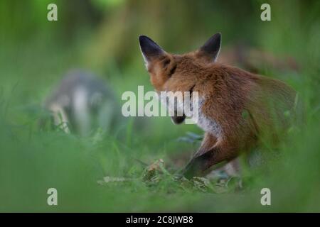 Fox watching a Badger in woodland. Stock Photo