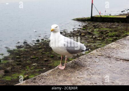 Close up of a standing Seagull (Herring gull) on a wall in front of the sea in Caernarfon, Wales Stock Photo