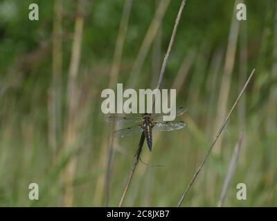 big dragonfly sitting on a branch close to Stock Photo
