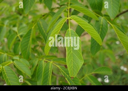 walnut tree with green foliage in the garden Stock Photo