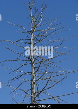 trunk of a dried tree against a blue sky, death from the heat in the desert Stock Photo