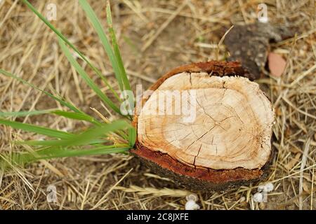Fresh tree stump among green and dry grass. Stock Photo