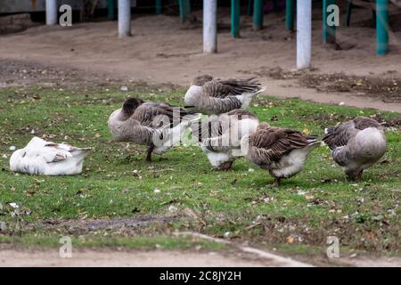 Group of graylag geese walking on grass Stock Photo