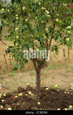 Apple tree with green apples on the branches. Stock Photo