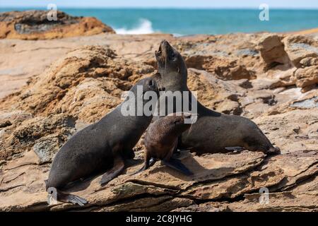 A family group of Seals on the rocks at Shag Point Stock Photo