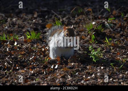 A squirrel stands its ground nearby in this photo taken on a chilly January day Stock Photo