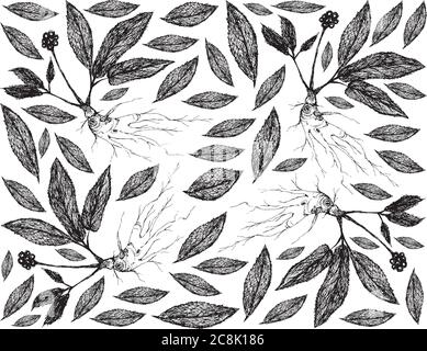 Herbal Flower and Plant, Hand Drawn Background of Ginseng Plants Used for Traditional Medicine Believed to Boost Energy, Lower Blood Sugar and Cholest Stock Vector