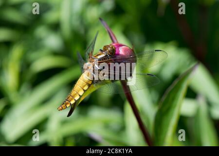 Female Broad bodied Chaser Dragonfly on Peony Flower Stock Photo