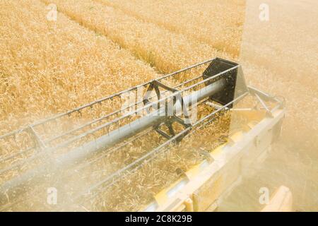 harvester collects grain of wheat in the field. Stock Photo