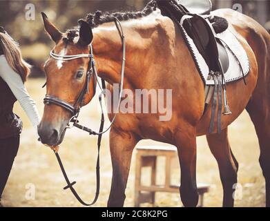 The girl leads by the reins of a beautiful sports racehorse bay horse with a saddle on its back. Walk with a friendly animal. Stock Photo