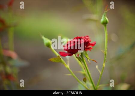 Fresh red rose bush grow in summer garden. Stock Photo