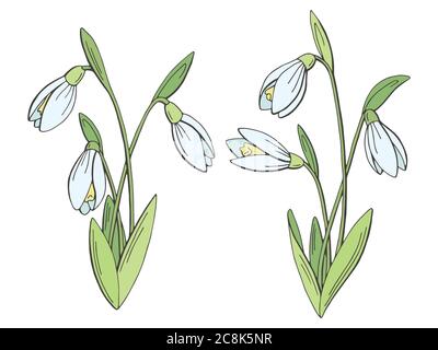 Snowdrop flower graphic color isolated sketch set illustration vector Stock Vector