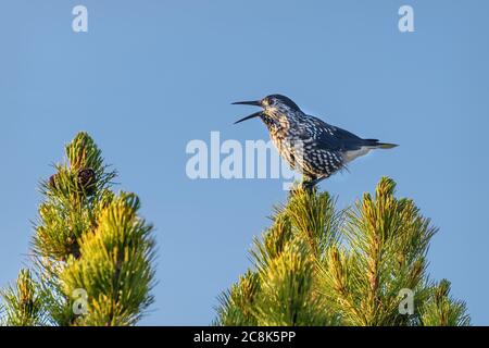 Bird nutcracker (Nucifraga caryocatactes) close up sits and sings on top of a cedar pine tree with cones Stock Photo