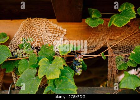 Bunches of grapes under a wooden roof against the background of a fishing net Stock Photo