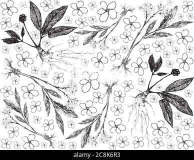 Herbal Flower and Plant, Hand Drawn Background of Valerian and Ginseng Plants Used for Traditional Medicinal. Stock Vector