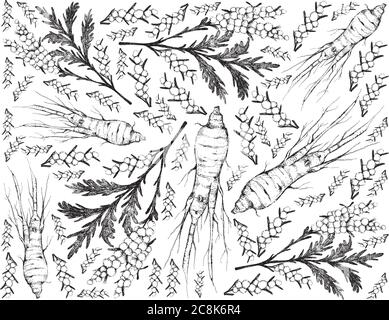 Herbal Flower and Plant, Hand Drawn Illustration of Artemisia Absinthium or Wormwood Plants and Ginseng Root Used for Traditional Medicine. Stock Vector