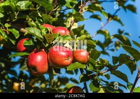 Red ripe apples on apple tree branch in Austria Stock Photo